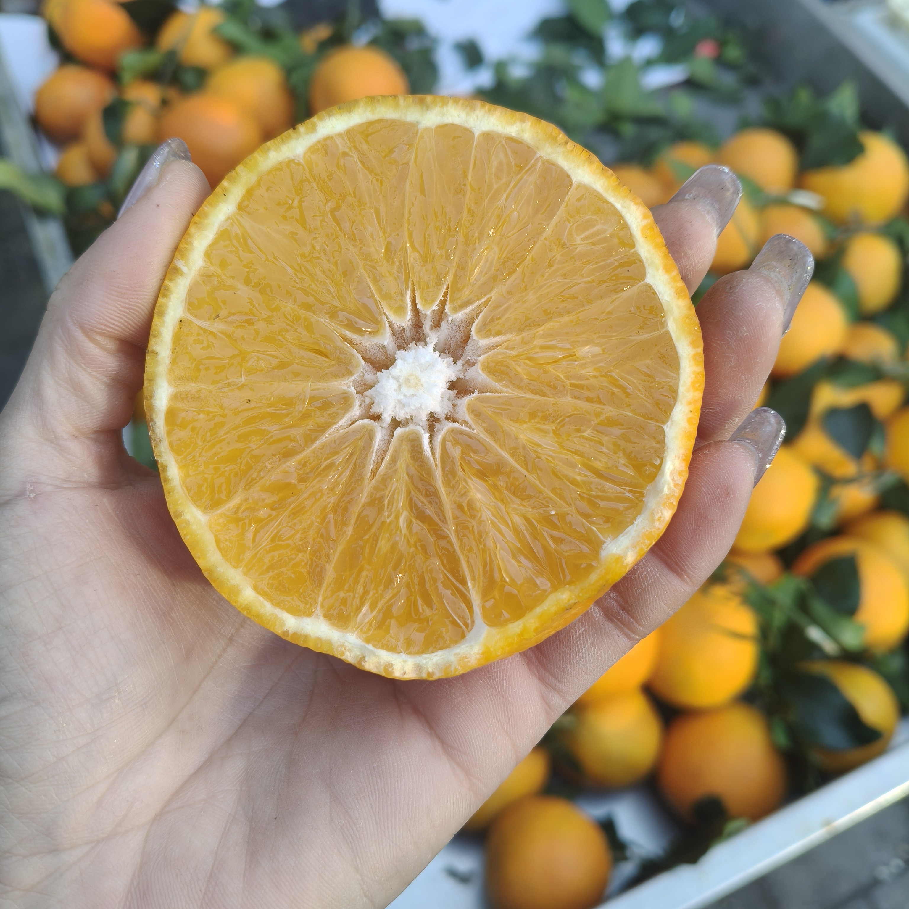 爱媛果粒橙，发5斤浙江省