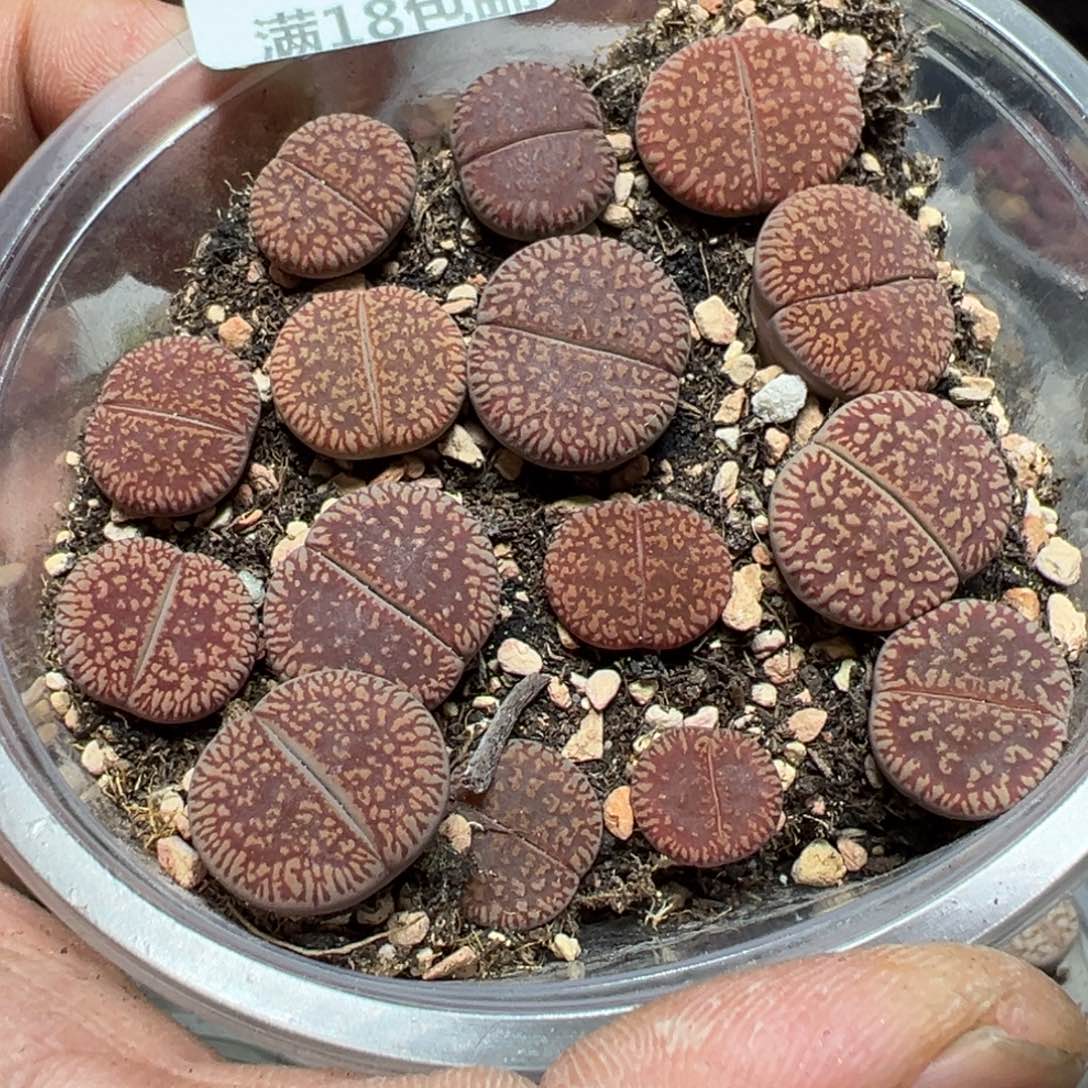 【闪购商品】 1013。       