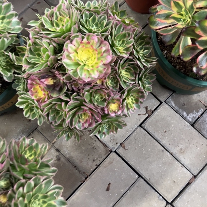 小***❀海王多肉泥高雅花花花花