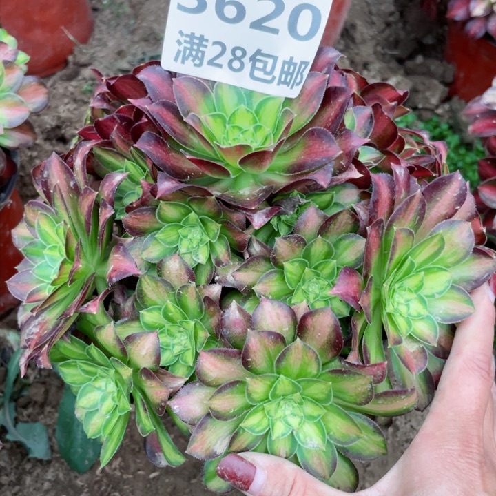 3620一号棚韶华多肉植物