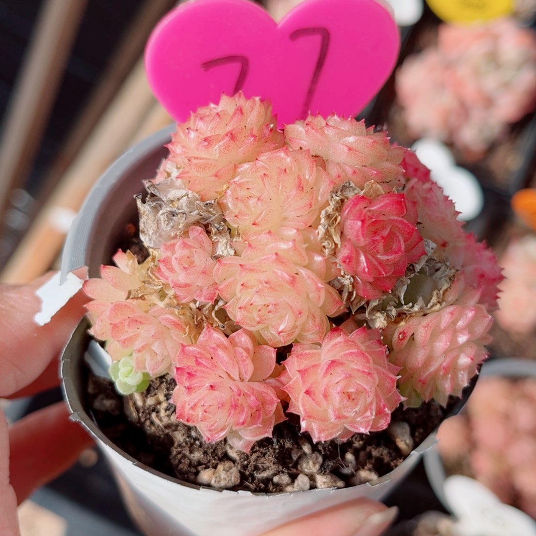 27号小老桩麦秆群不包整