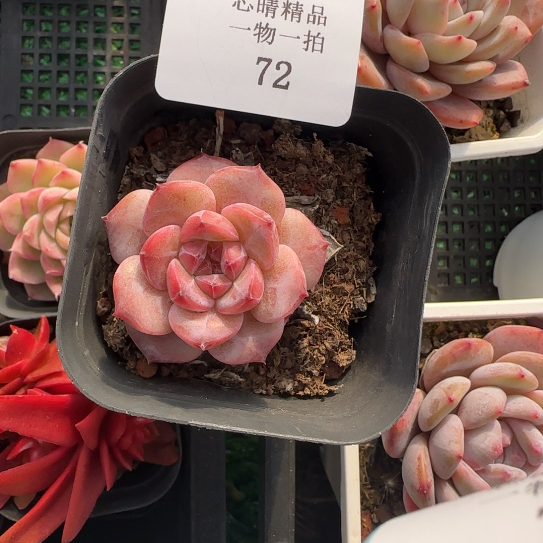 闪购精品多肉72号