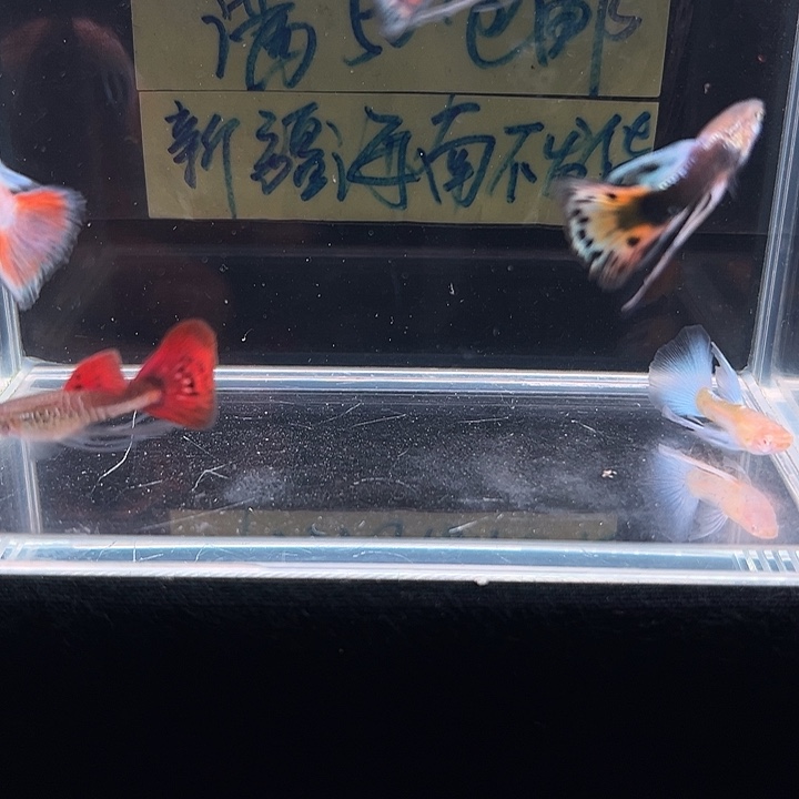 孔雀鱼孔雀鱼观赏组