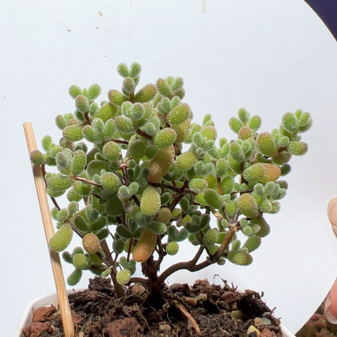 【闪购商品】d346翡翠枝干番杏