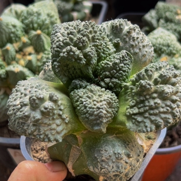 无花朵福利大尤哥斯拉怒牡丹918（10）