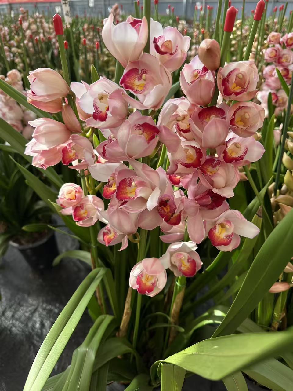 桃子专属【中玉】带花剑大花蕙兰高端名贵兰花盆栽南北方好养