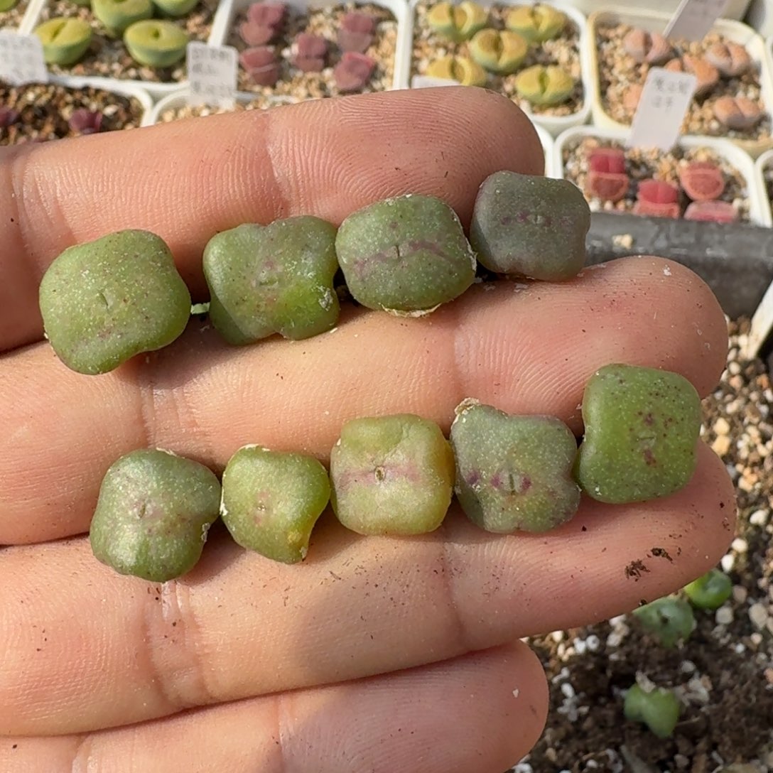 J954方碗一年苗超大