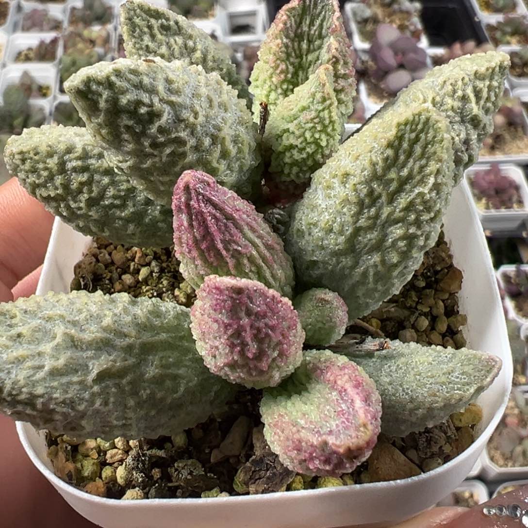 碧彩多头纯木质桩多肉植物