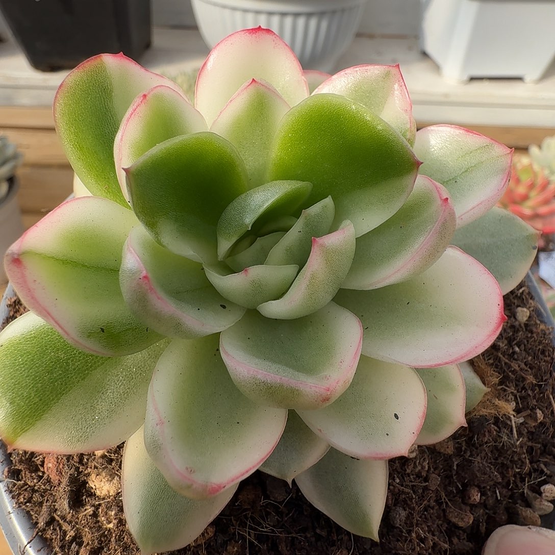 冬云阴阳锦111212-149