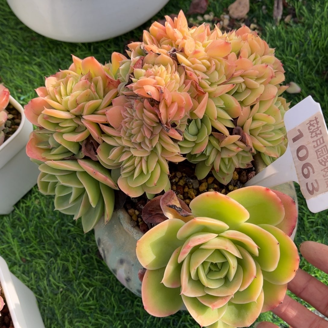 ***多肉植物1063 满30包邮