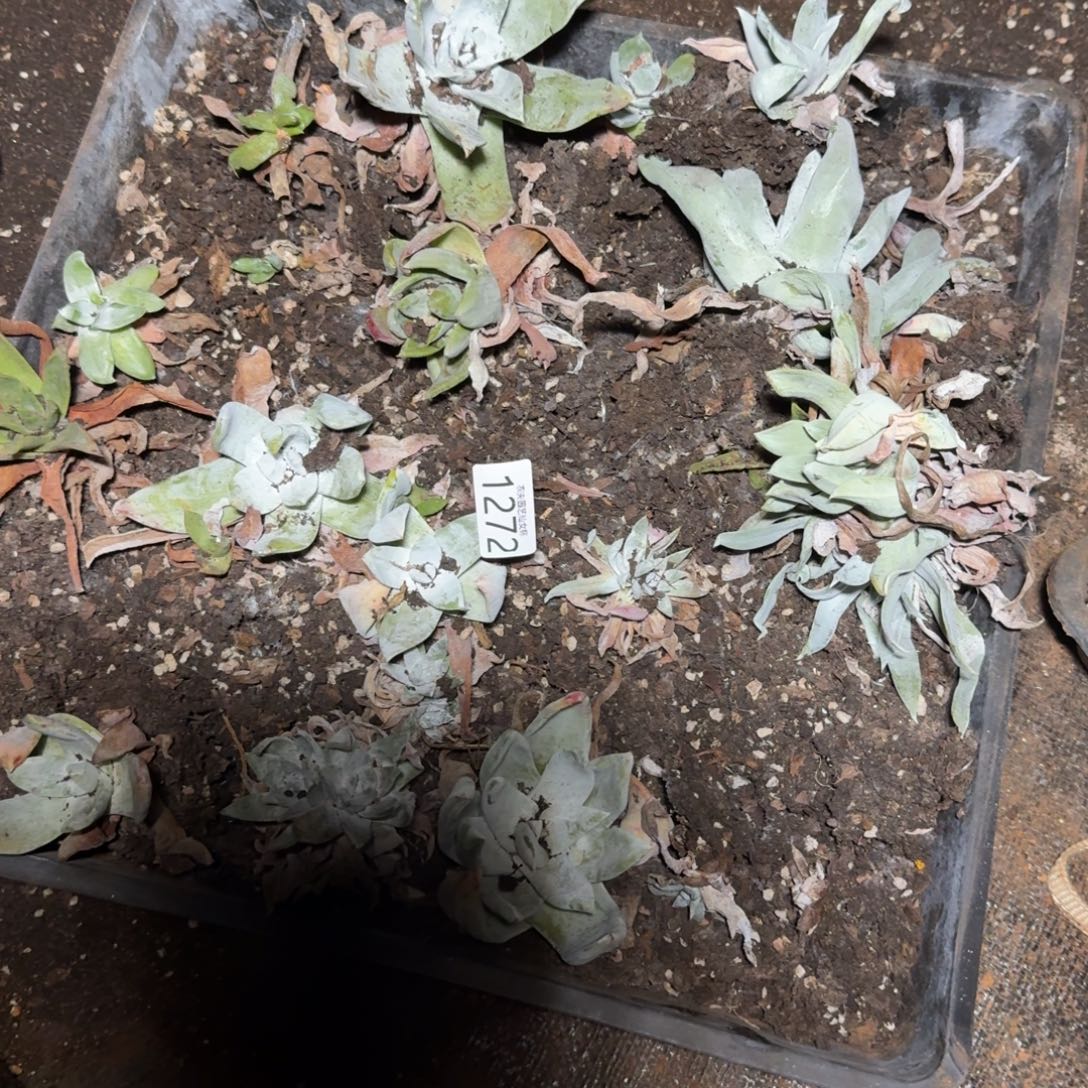 3代杂交仙女杯多肉福利