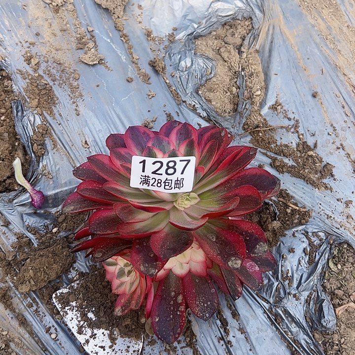 晨*1287倾城5颗多肉植物法师