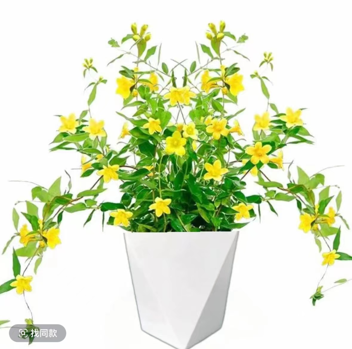 法国香水茉莉花苗花卉绿植小盆栽爬藤植物耐寒黄茉莉冬季带花苞