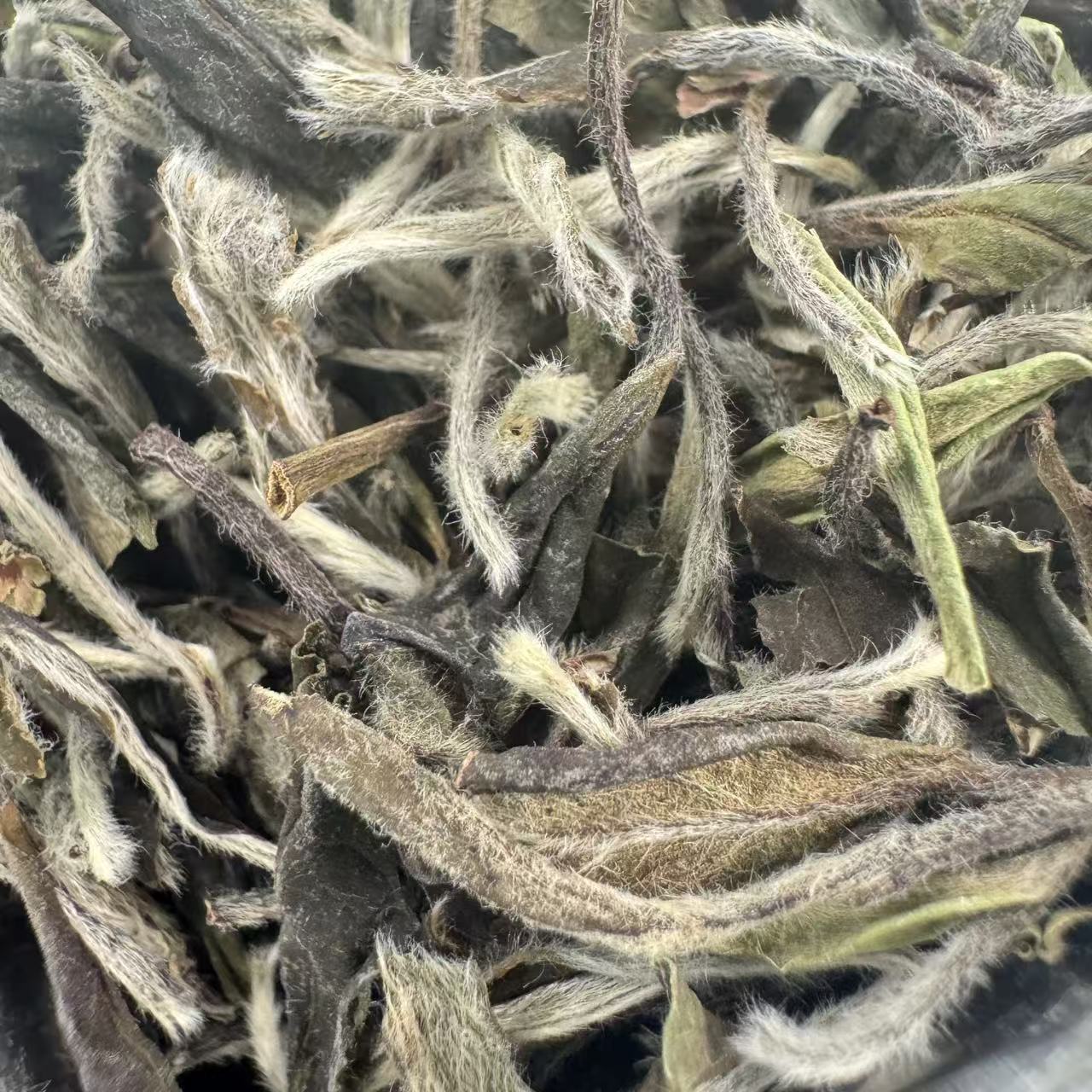【江缘】福鼎白茶·白牡丹·2022·荒野单株·华茶一号·