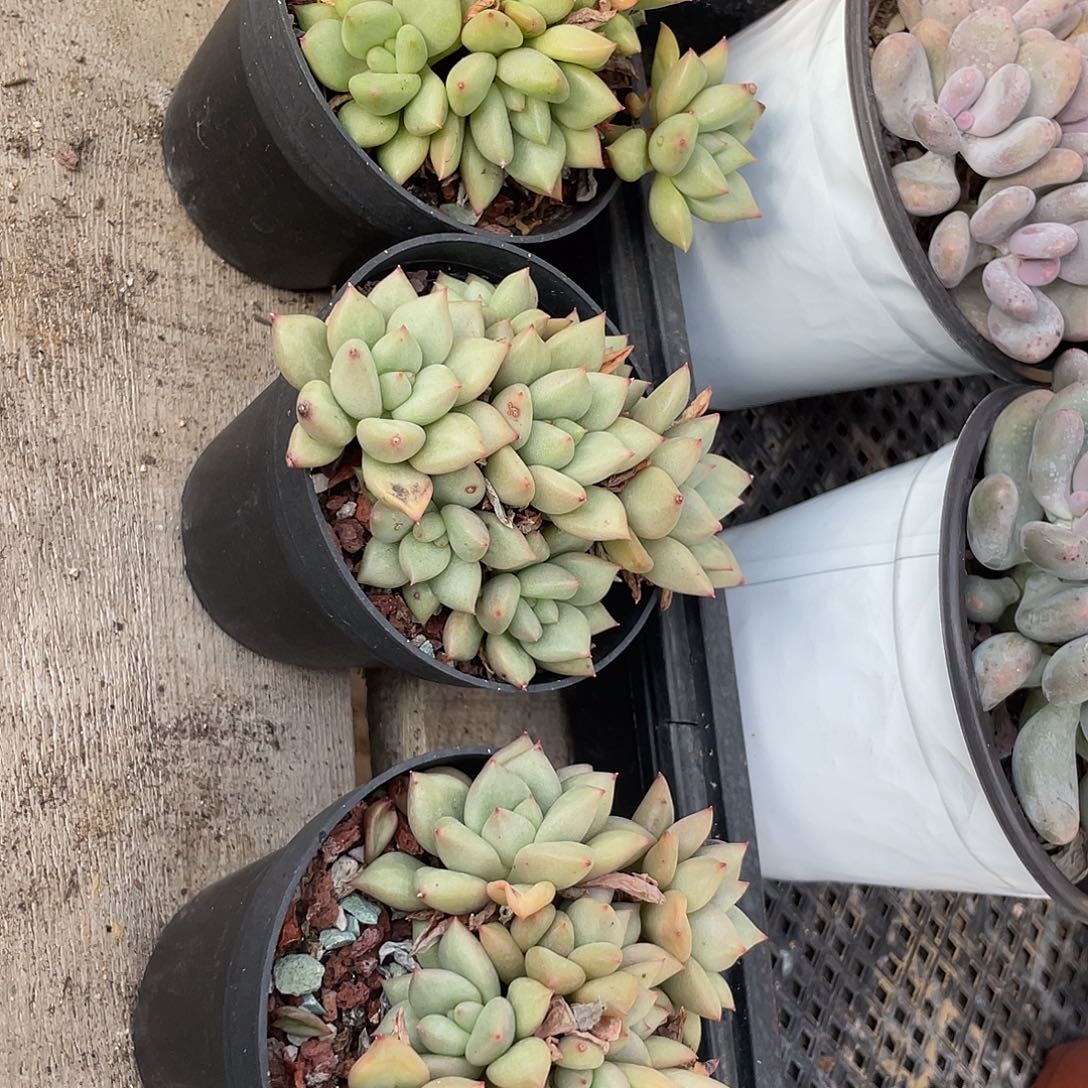 三盆黄金象牙多肉