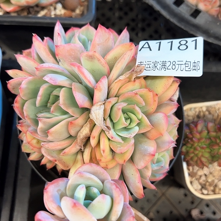 幸运的是我的朋友们