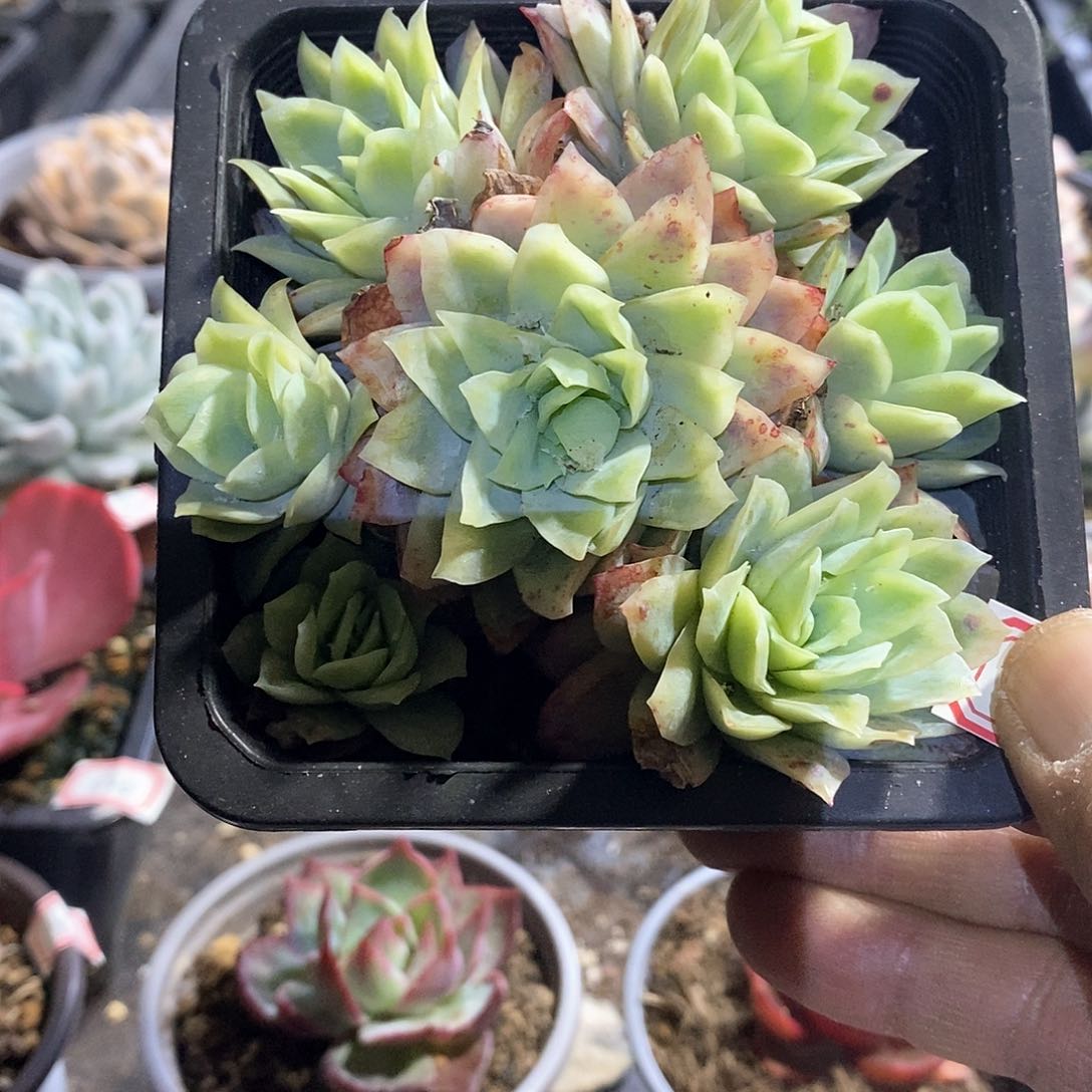 A742精美多肉冰片锦