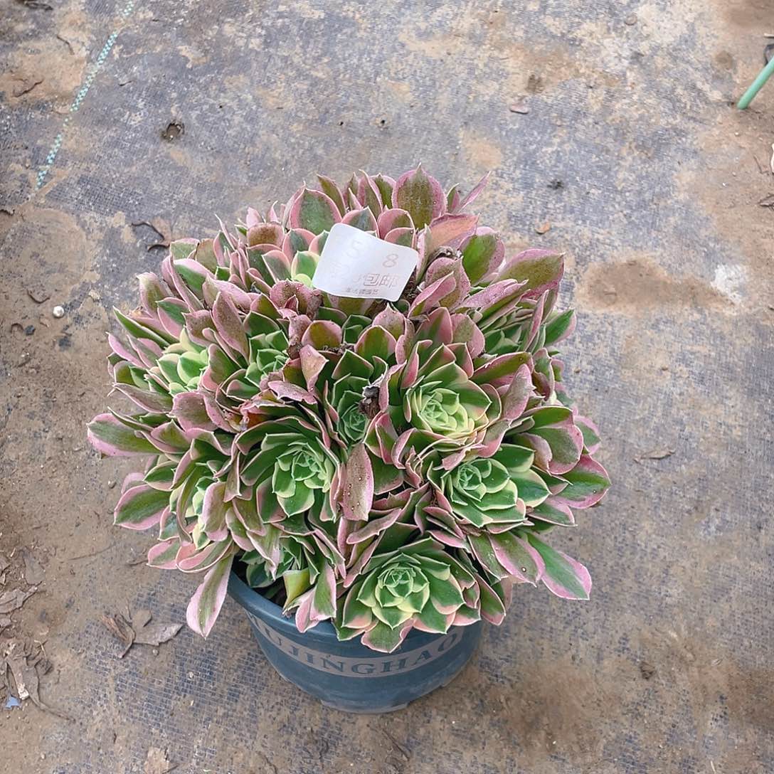 578白凤多肉小损不包