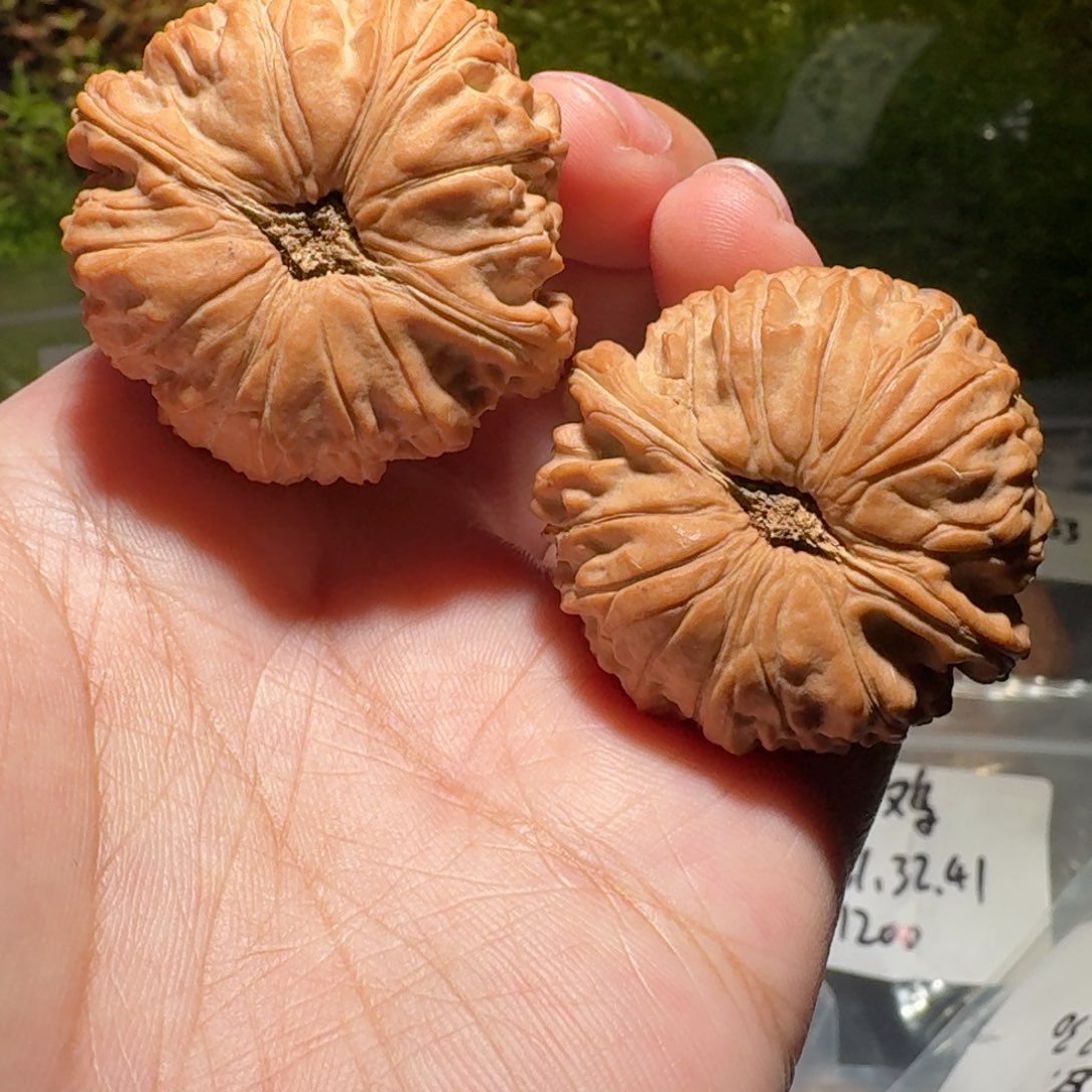 1277号39尺寸全品球白狮子头