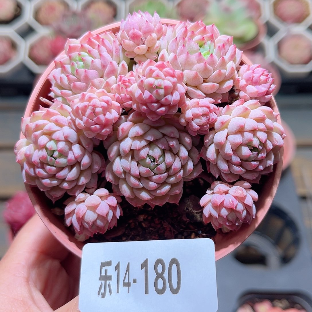 乐14-180 小粉梅群