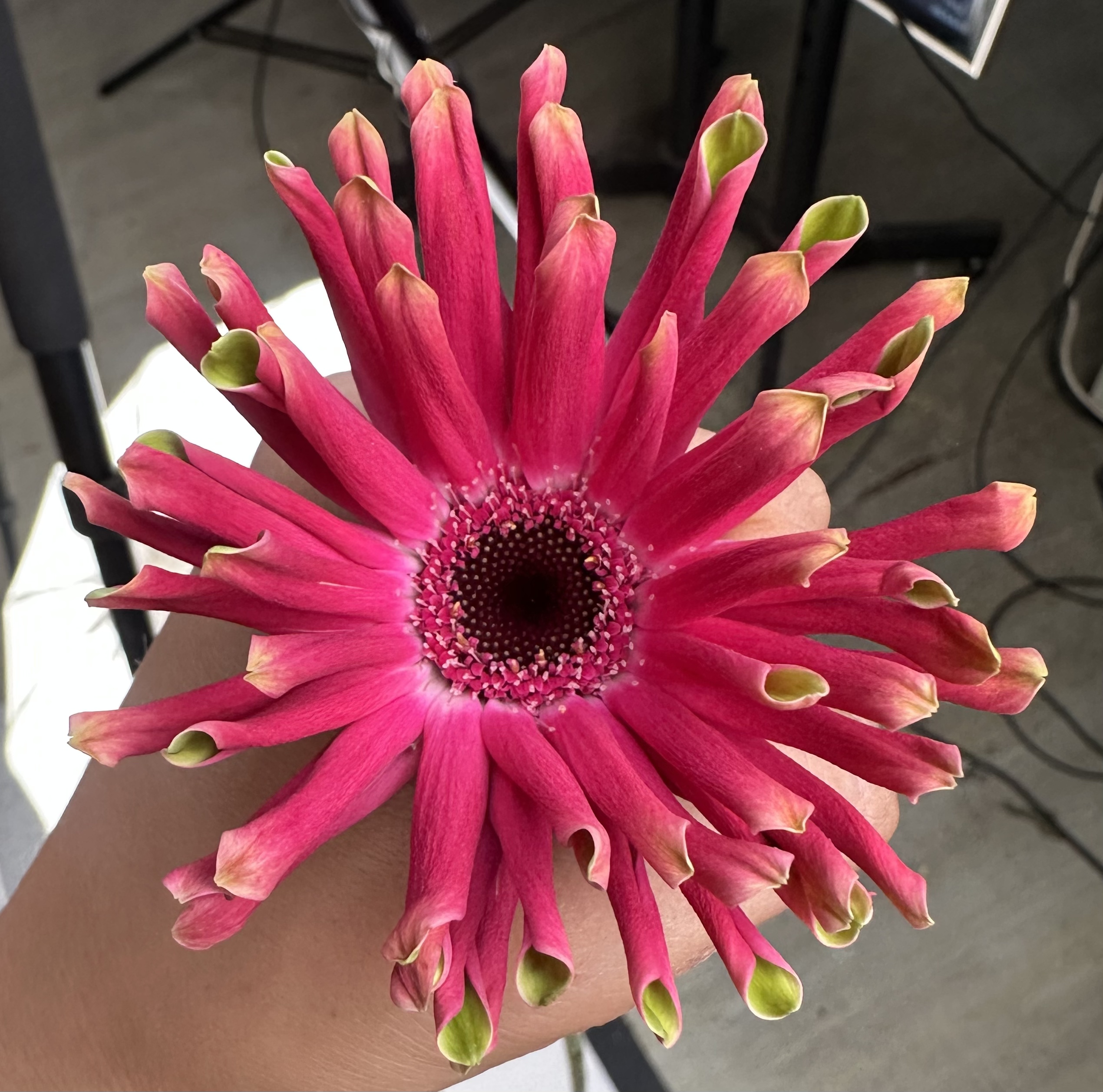 【卷边胜利非洲菊】高品质全店两单顺丰冷链包邮家居鲜花养护