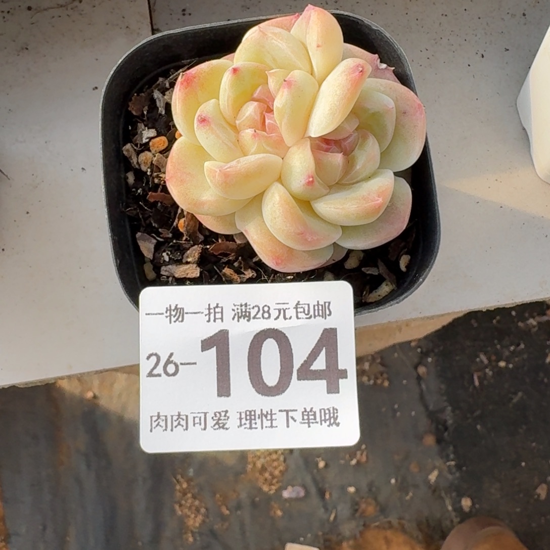 蜜桃釉无盆无无盆土