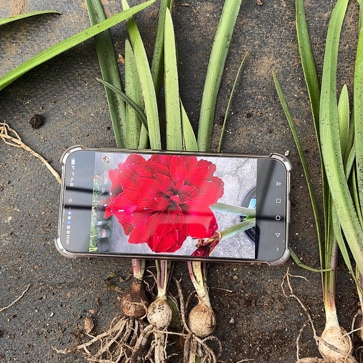 无花朵斯佳丽玲声3个小苗