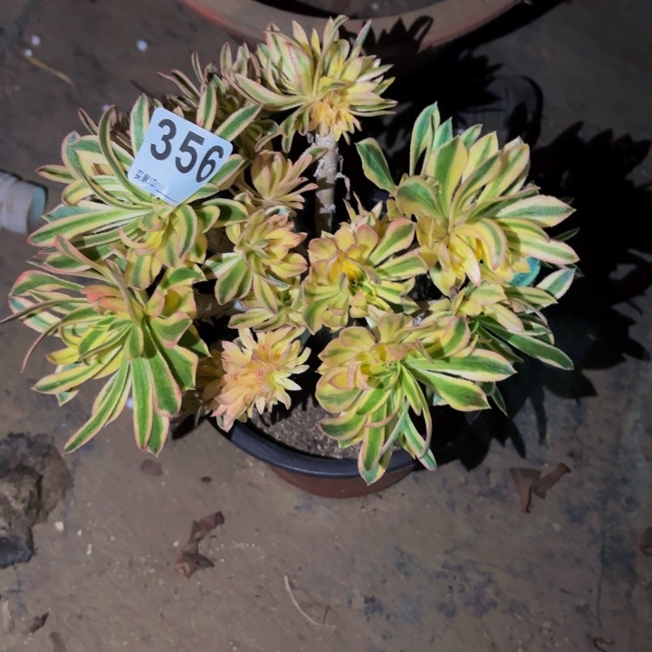 356夕颜多肉植物不售后