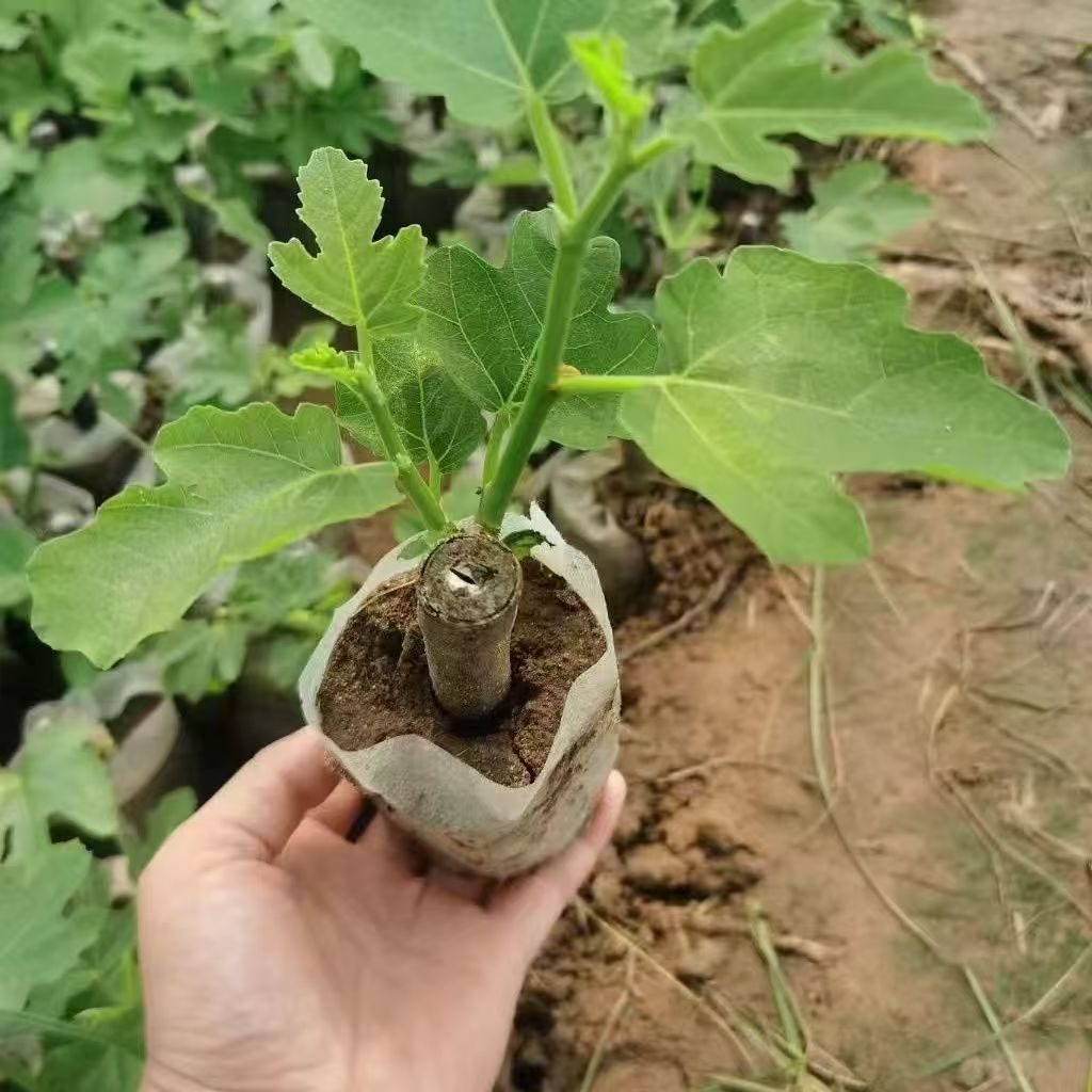 无花果盆栽地栽阳台庭院果树苗