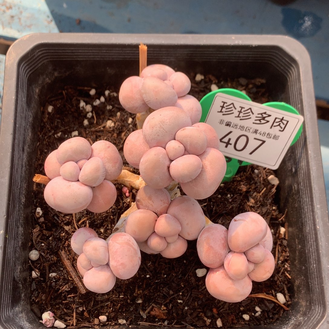 烟美人老桩无砍407