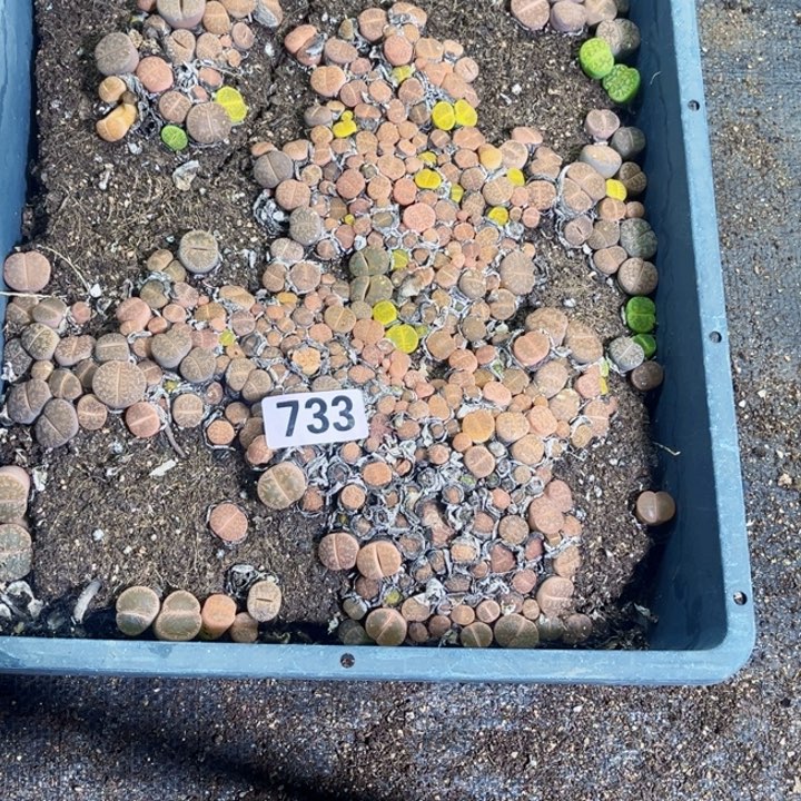 733 生石花一物一图如图带框