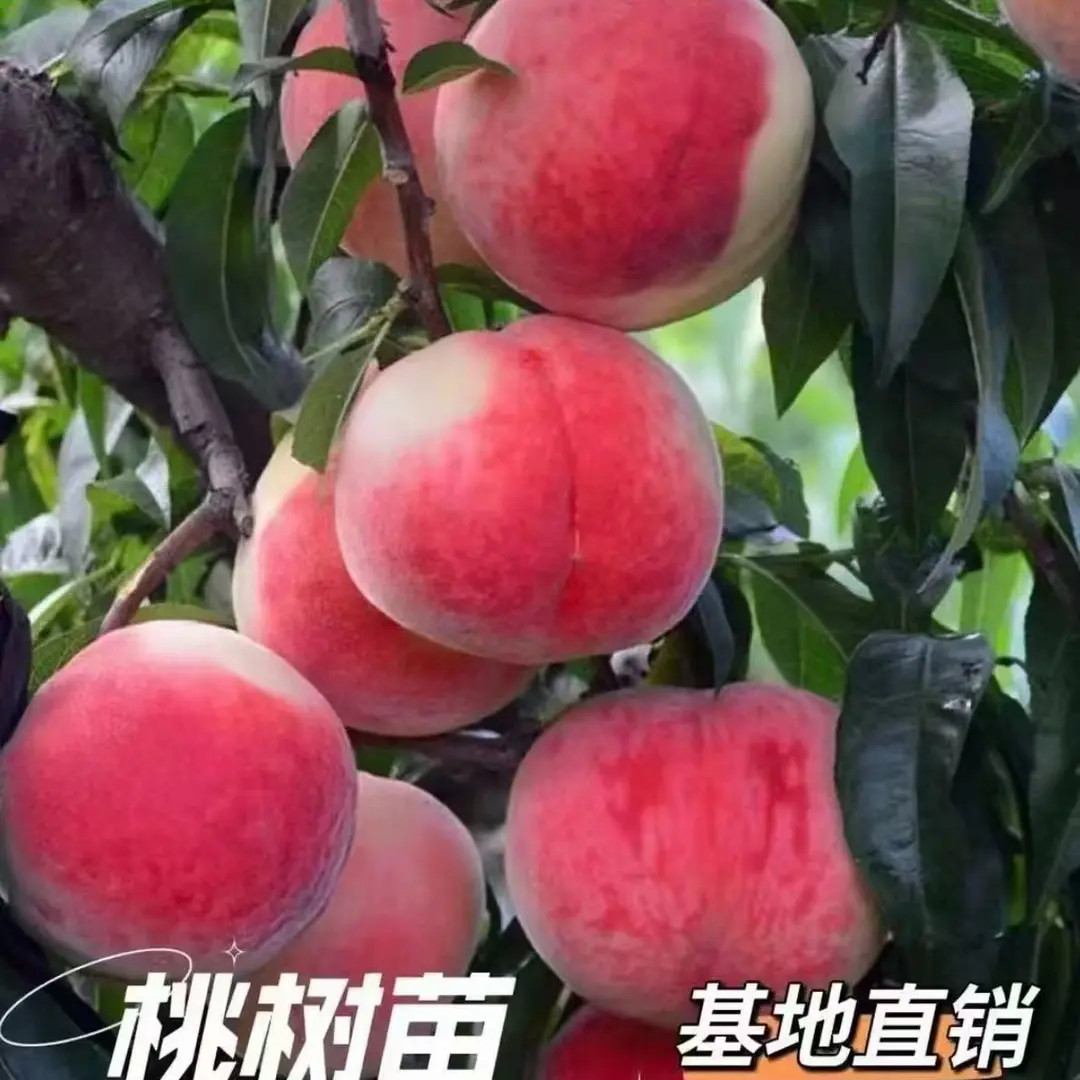 【正宗冬桃桃树苗】冬桃苗盆栽地栽种植阳台庭院种植果树苗