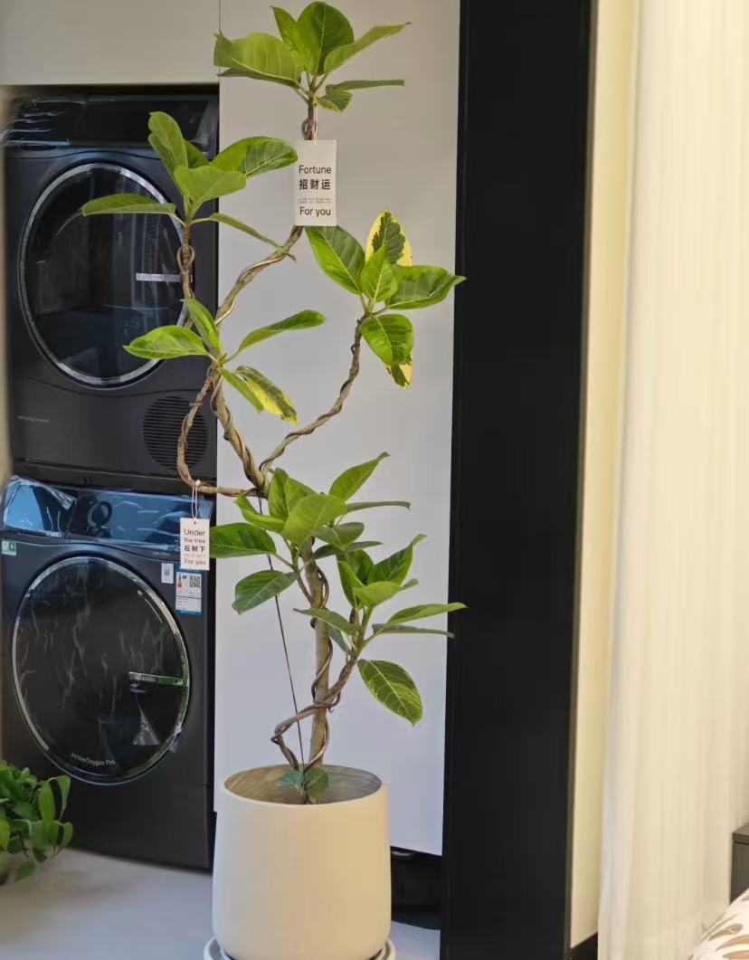 【一物一拍】橡皮树黄金荣土培室内绿植四季阳台室内好看植物