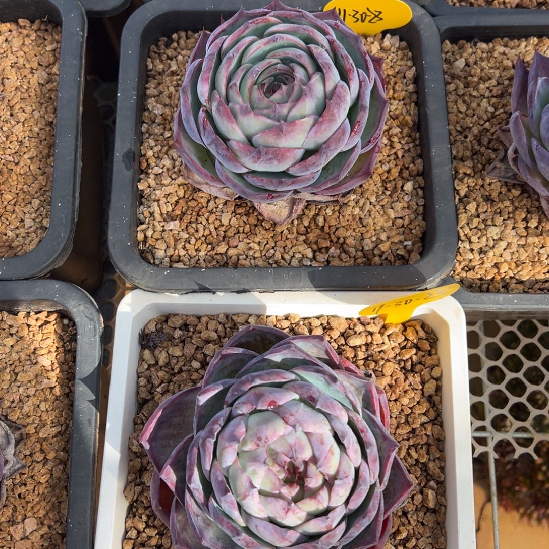 11-30-23惊鸿仙子多肉植物