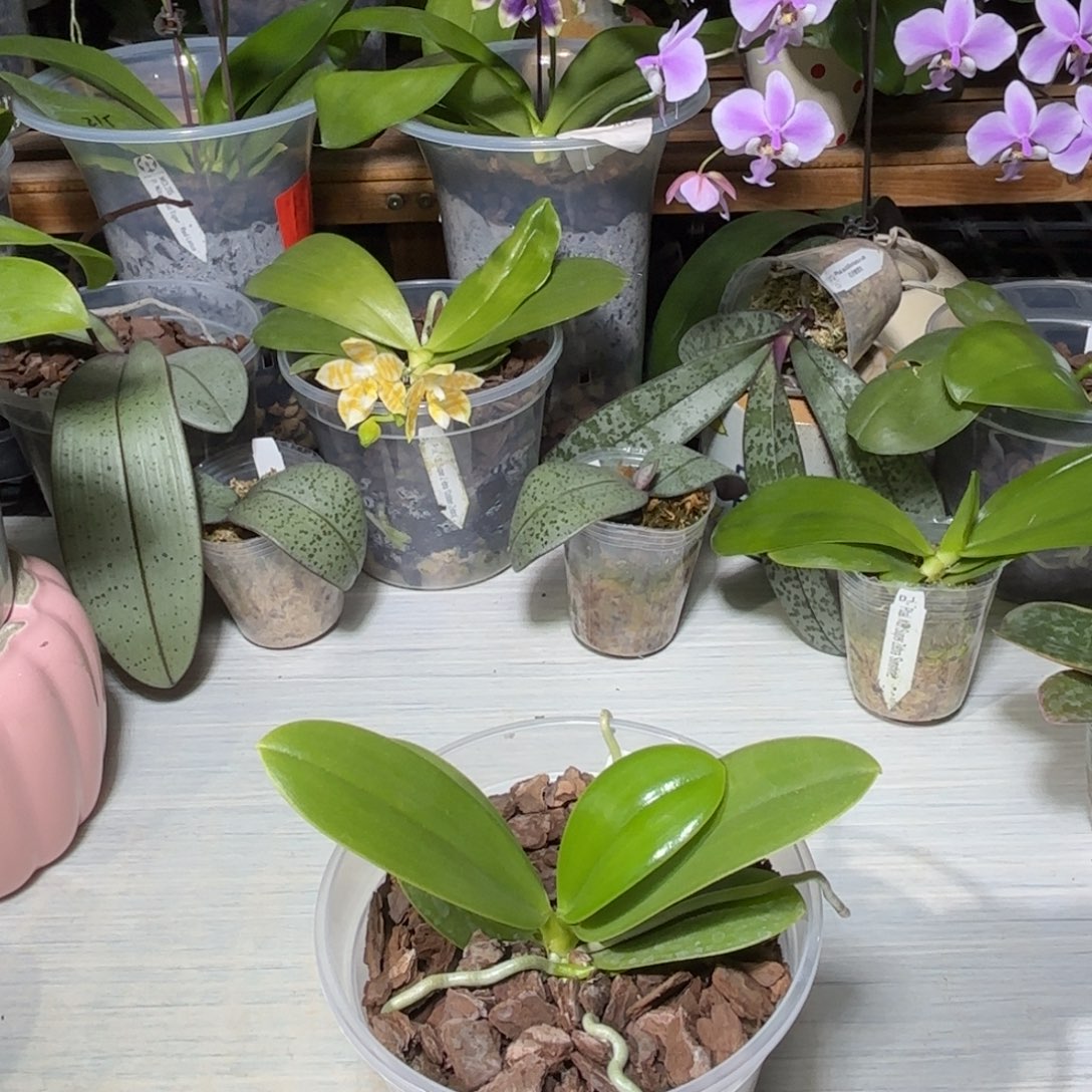 醉***烟当前无花栽培后可以开花博古拉