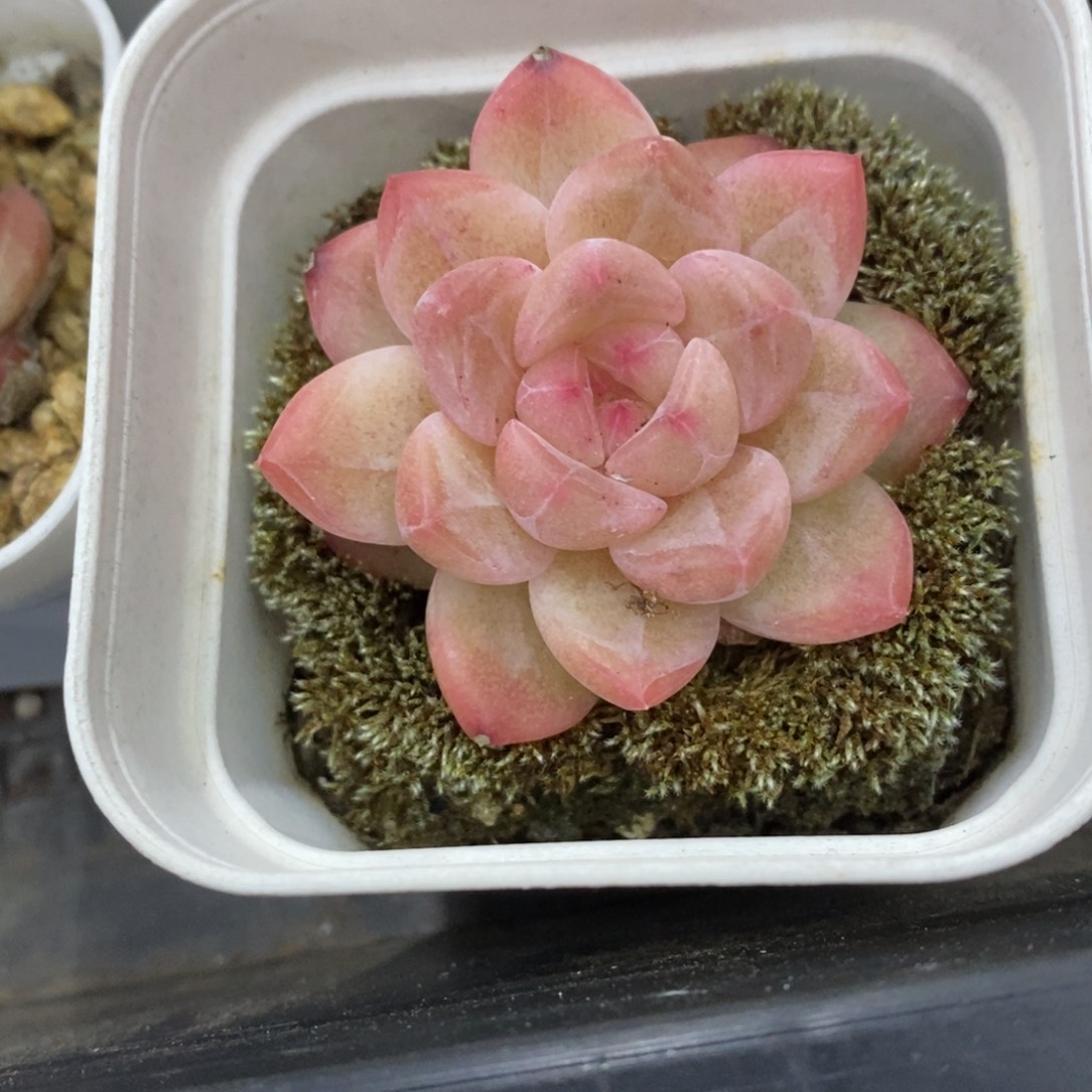 精品多肉一物一拍不包整304