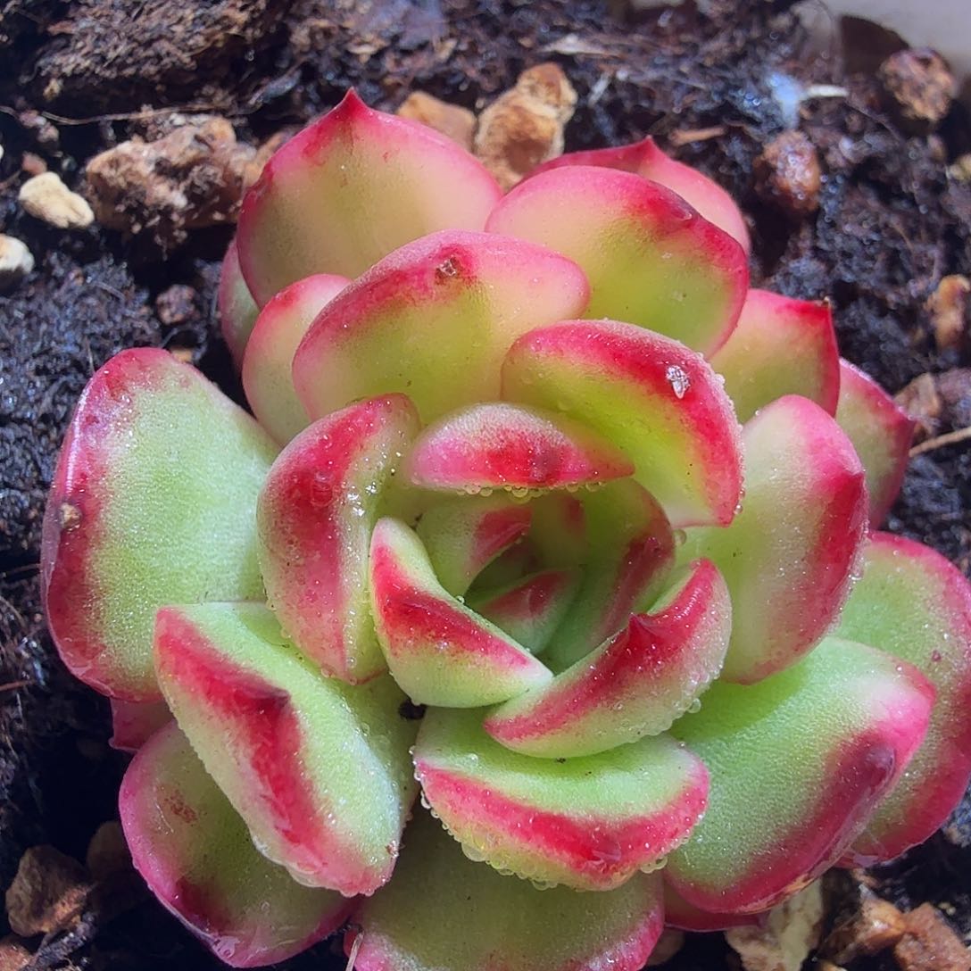 宝利安娜锦，多肉植物