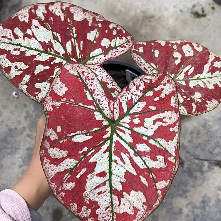 福****司83-0219宇宙唯一彩叶芋广东现货