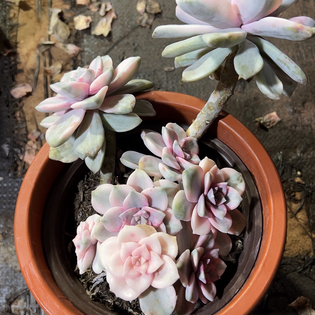 紫乐锦群一物一拍