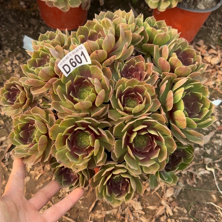 黑魔……多肉植物……