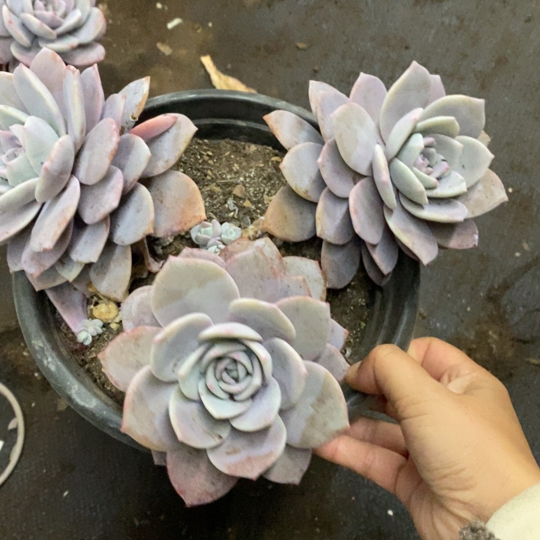 红茶三大头起发老桩，230杯