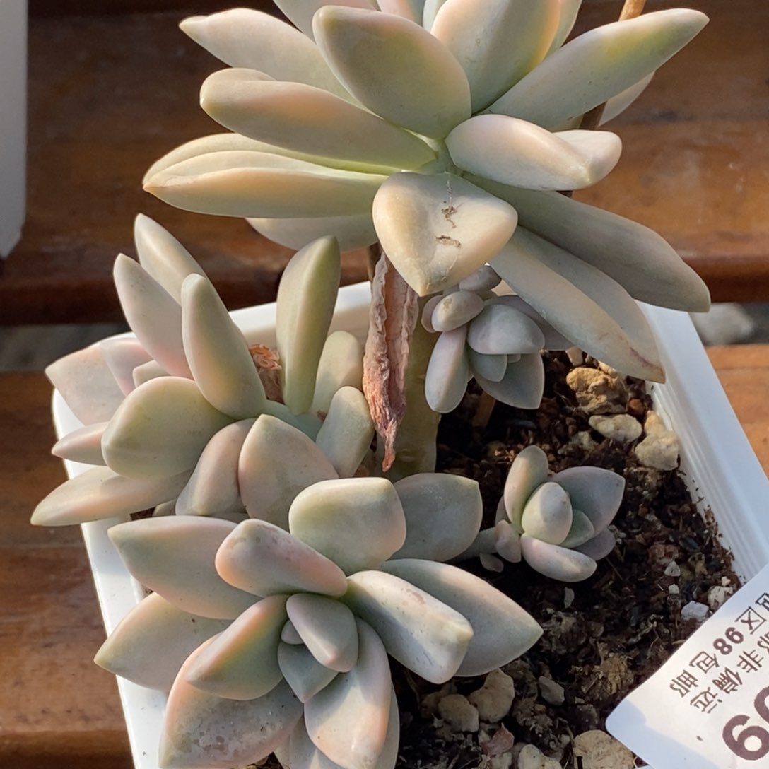 1109淡雪锦 小方花圃一物一拍