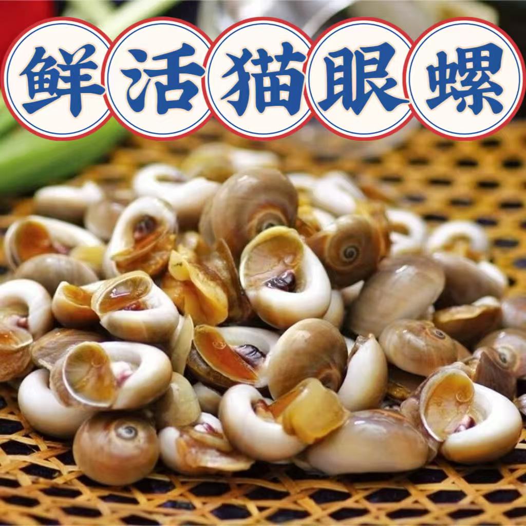 青岛当地鲜活猫眼螺 白香螺 肚脐螺 吐沙后 活发 通货净重3斤