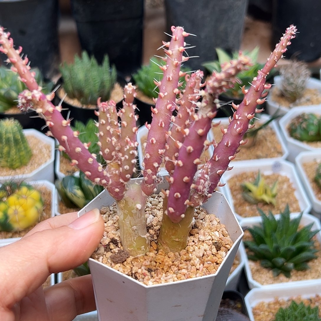 登龙团扇稀有品种