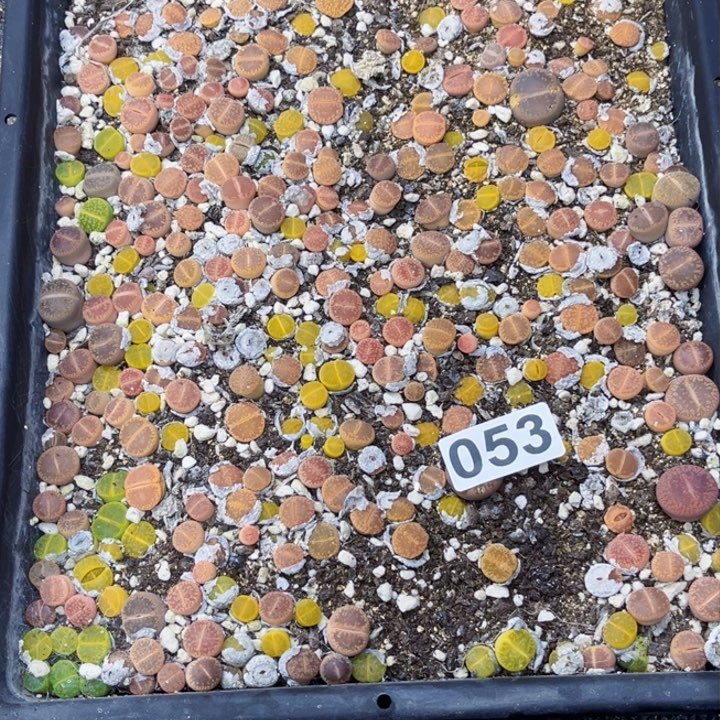 053 石花一物一图如图带框