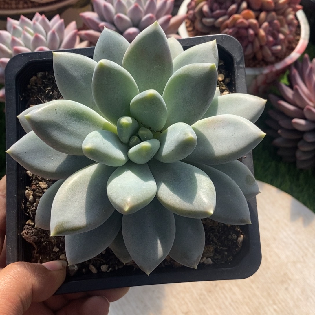 哥特萝莉大单头链接