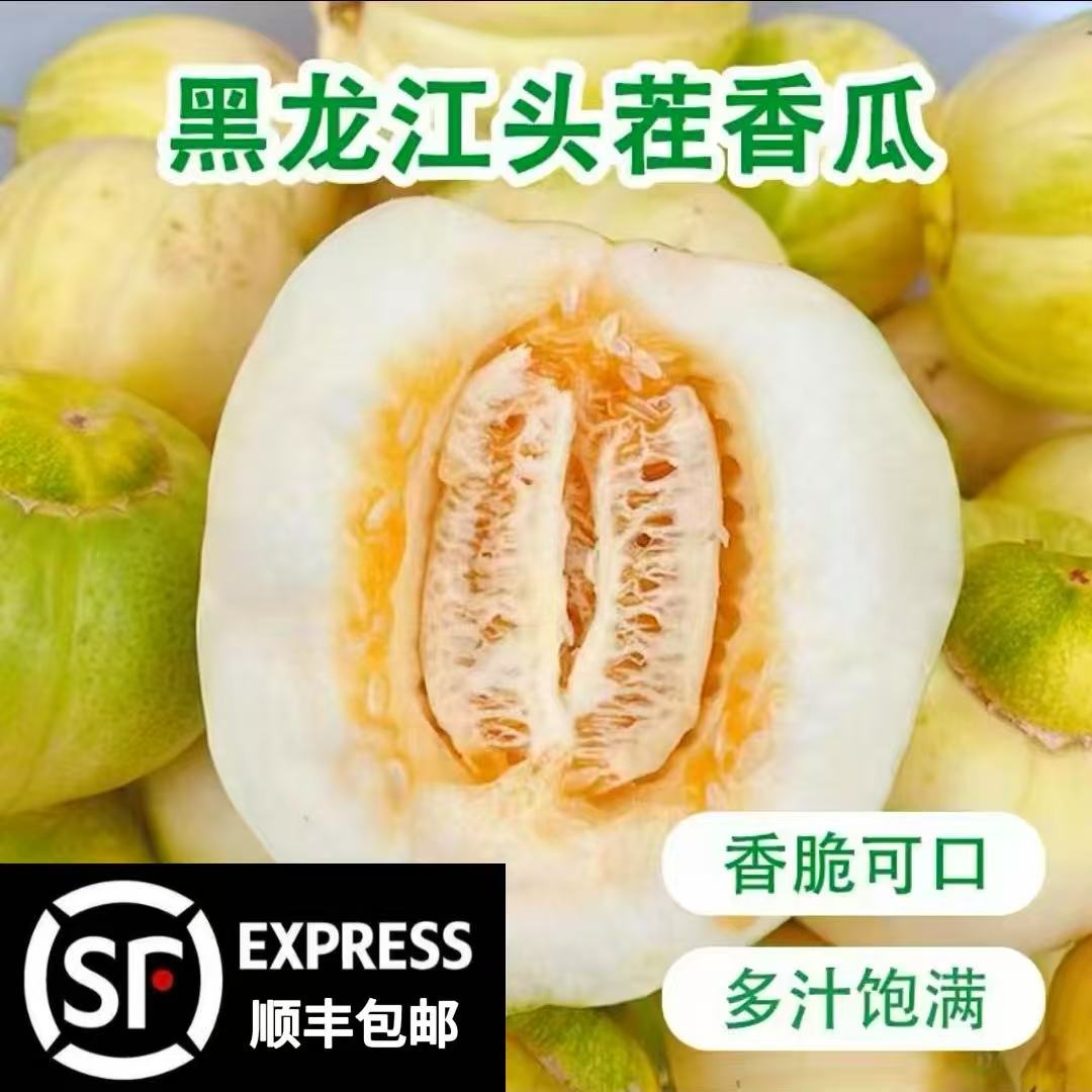 东北香瓜齐齐哈尔依安县大地现摘现发正宗原产地白糖罐香瓜