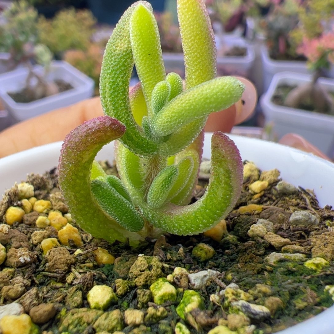 多肉植物枝干钻石黄锦拉丝锦