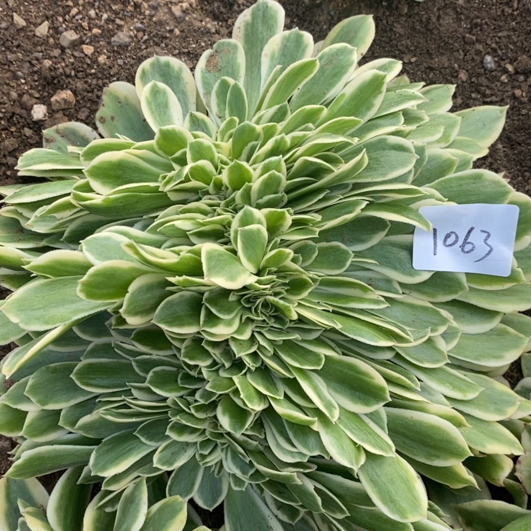 1063绿豆沙缀多肉植物