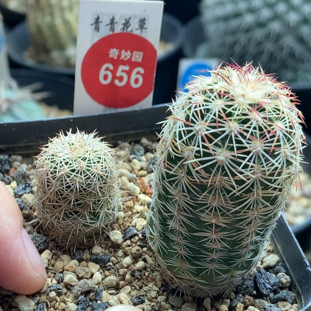 实生镐虾加红刺虾